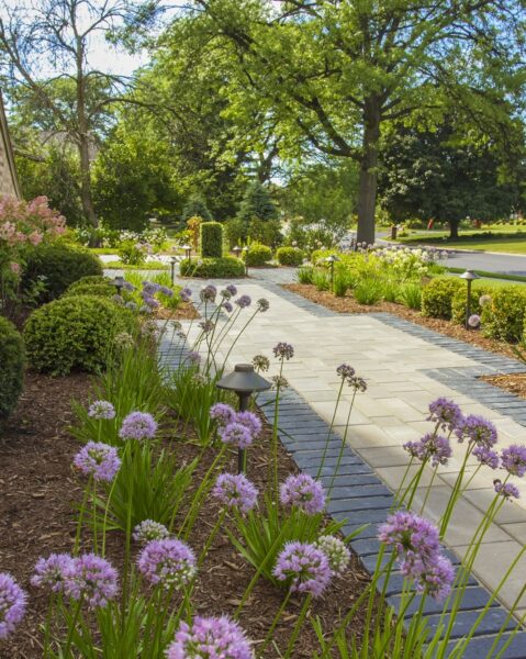 Softscape Front Walk Flowers