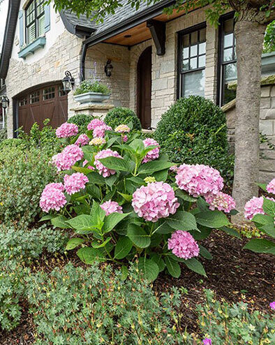 Softscape Pink Flowers